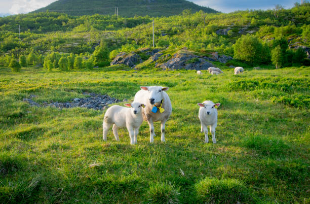 istock Scenic countryside of Tromso, Norway 2201619648