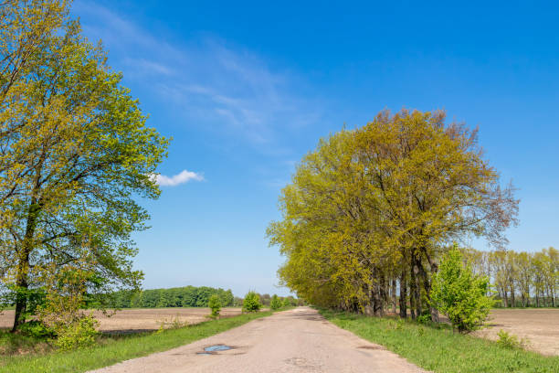 A scenic dirt road lined with tall trees covered in fresh green leaves, stretching through the countryside under a clear blue sky.