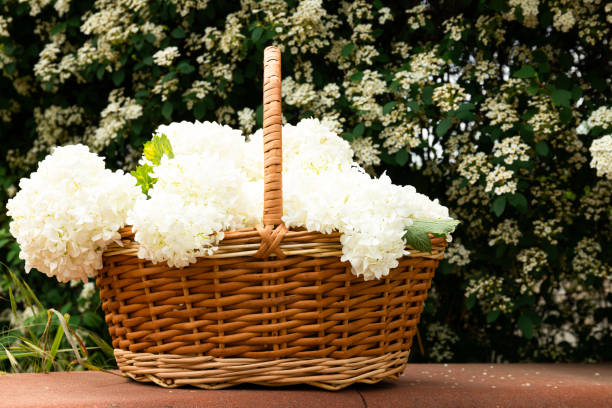 istock Wicker basket with white flowers, outside. 2201622797