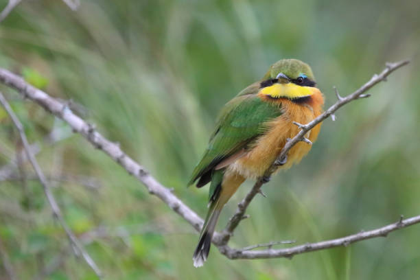 istock Zwergspint / Little bee-eater / Merops pusillus 2201624777