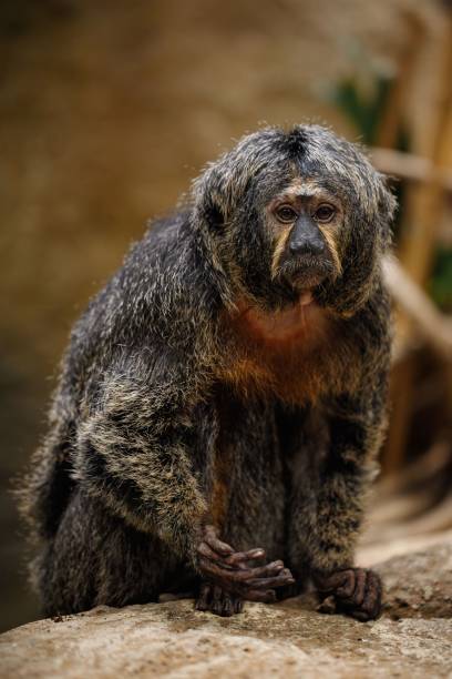 istock Saki Monkey Close-Up in Natural Habitat 2201625070