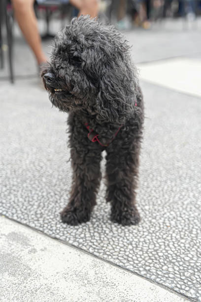 istock Black poodle dog at the dog park 2201625144