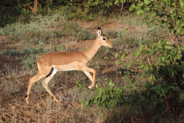 istock Schwarzfersenantilope / Impala / Aepyceros melampus 2201625556