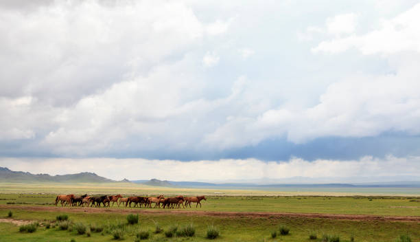 A majestic herd of Mongolian horses gallops freely across the vast steppe, embodying the spirit of Chinggis Khan’s legendary steeds. A powerful symbol of Mongolia’s nomadic heritage and wild beauty.