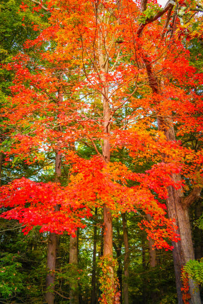 Beautiful Autumn in Taughannock Falls State Park