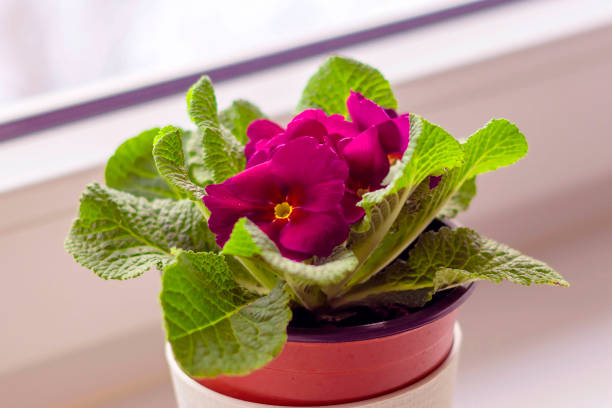 New fresh burgundy primrose in a pot on a home windowsill.