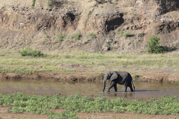 A bull elephant enjoy a swim on a hot African summer day in the Kruger park
