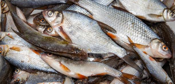 istock Close-Up of Fresh River Fish Laid Out on a White Surface 2201626182