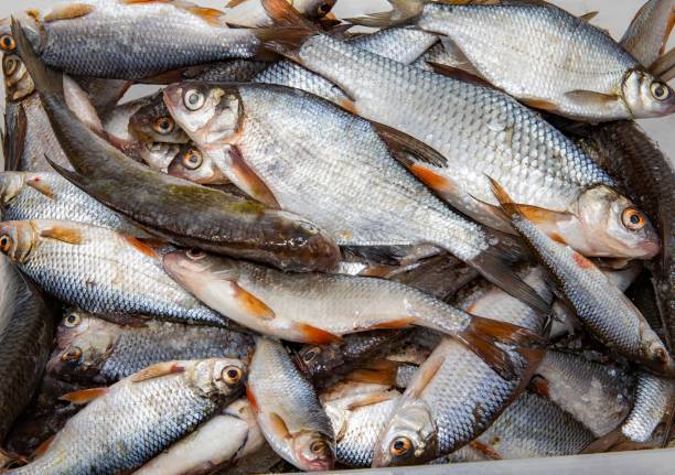 istock Close-Up of Fresh River Fish Laid Out on a White Surface 2201626191