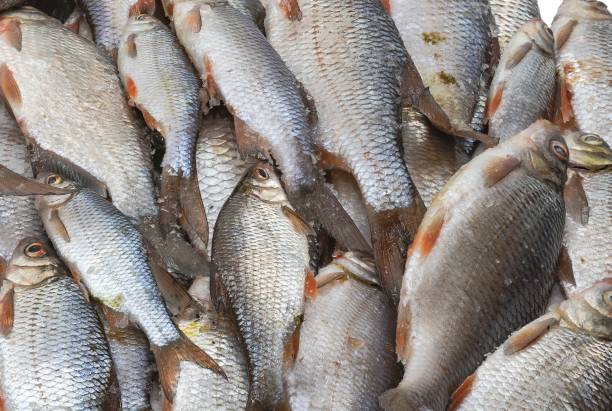 istock Close-Up of Fresh River Fish Laid Out on a White Surface 2201626264