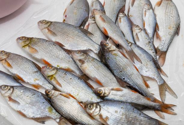 istock Close-Up of Fresh River Fish Laid Out on a White Surface 2201626534