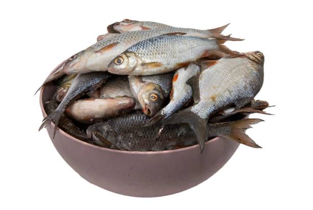 istock Fresh River Fish in a Bowl Isolated on White Background 2201626538
