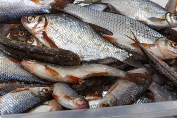 istock Close-Up of Fresh River Fish Laid Out on a White Surface 2201626624