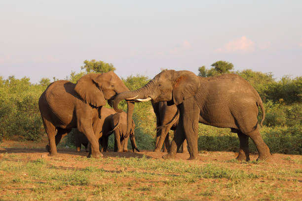 istock Afrikanischer Elefant / African elephant / Loxodonta africana 2201626917