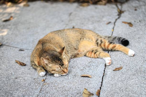 istock Tabby Cat Resting on Pavement in a Garden 2201627028