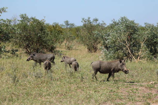 Two warthogs are seen foraging on the dry, grassy terrain of the African savanna. Their natural surroundings are highlighted by scattered vegetation and earthy tones, capturing a scene of wildlife in its habitat.