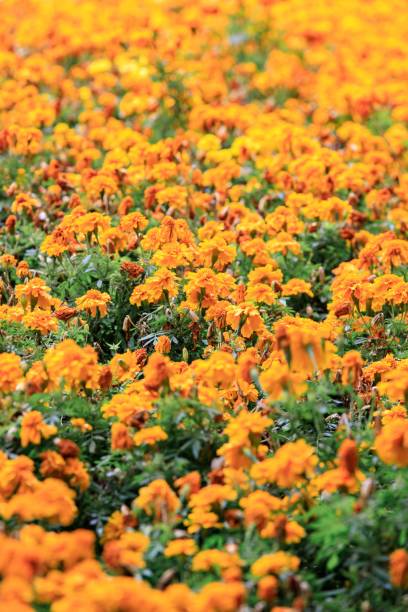 istock Vibrant Field of Blooming Tagetes Erecta Flowers 2201627359