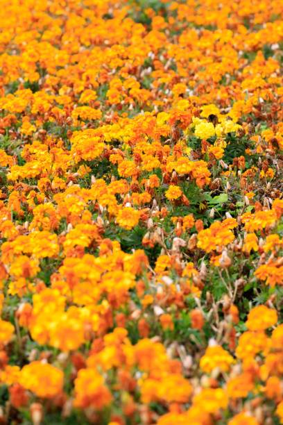 istock Vibrant Field of Blooming Tagetes Erecta Flowers 2201627414