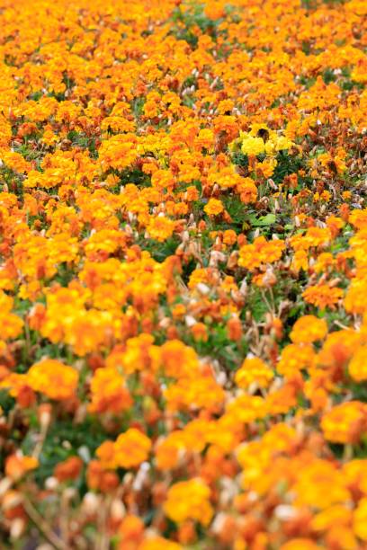 istock Vibrant Field of Blooming Tagetes Erecta Flowers 2201627417