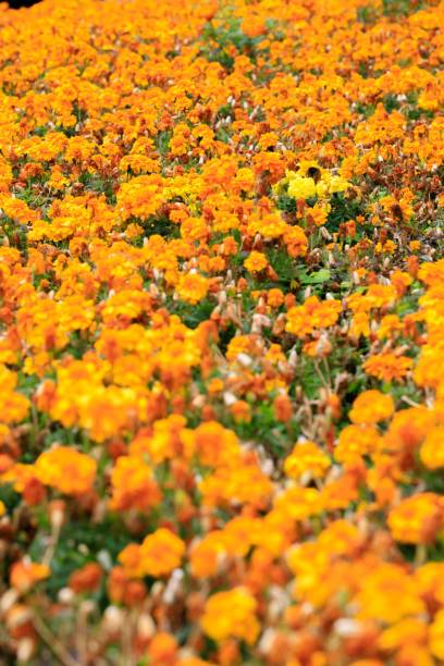 istock Vibrant Field of Blooming Tagetes Erecta Flowers 2201627419