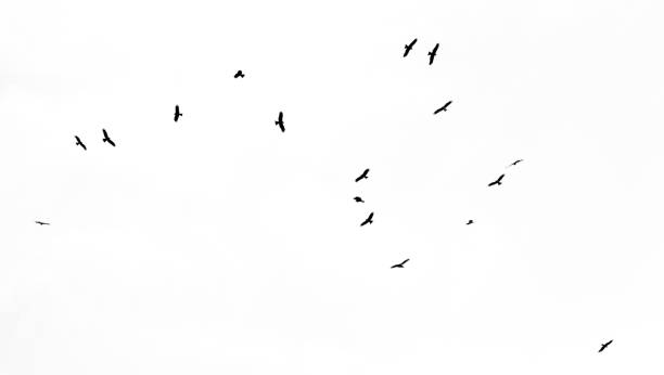 istock A flock of birds in flight isolated on a white background 2201627424