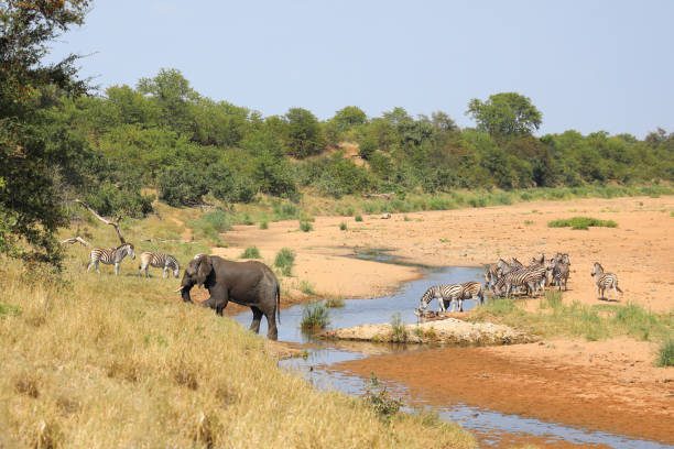 istock Afrikanischer Elefant und Steppenzebra im Tsendze River/ African elephant  and Burchell's zebra in Tsendze River / Loxodonta africana et Equus quagga burchellii 2201627818