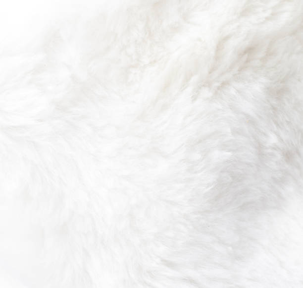istock The image is a close up of a white fur texture 2201628420