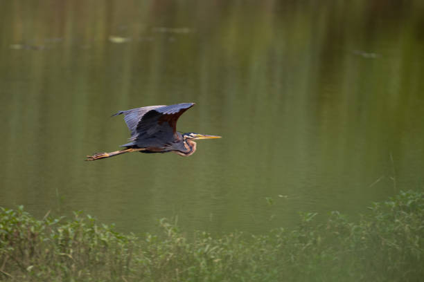 A lone majestic looking Purple heron gracefully flying over a lake in day light. They are also called Ardea purpurea. called