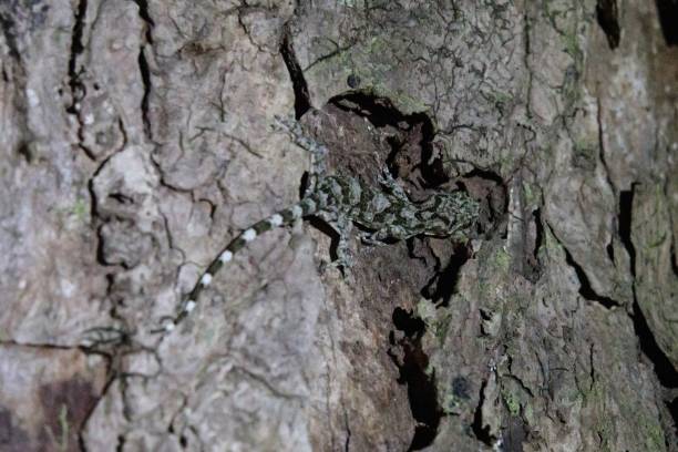 istock Forest Gecko Camouflaged on a Mossy Rock 2201630308