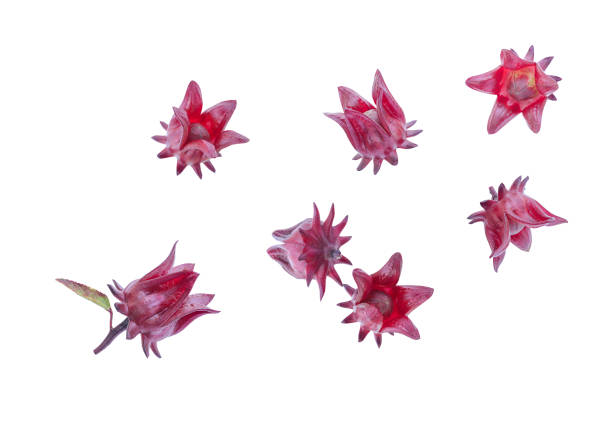 istock Fresh red roselle fruit (Jamaican sorel) Hibiscus sabdariffa Linn falling in the air on a white background with clipping path. 2201630406