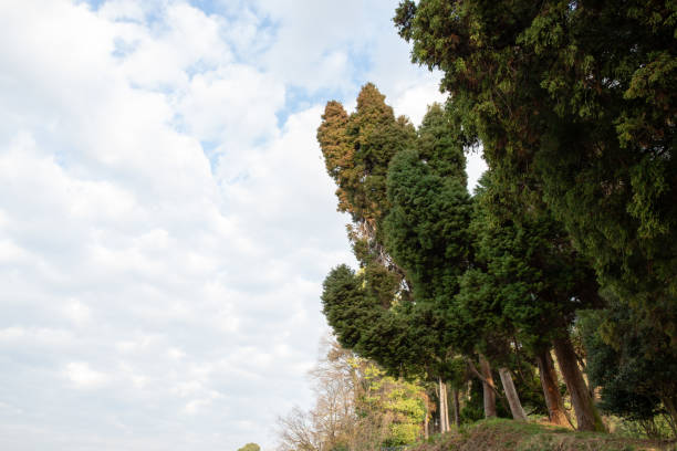 tall evergreen trees on a hillside, with a partly cloudy sky creating a serene natural backdrop.