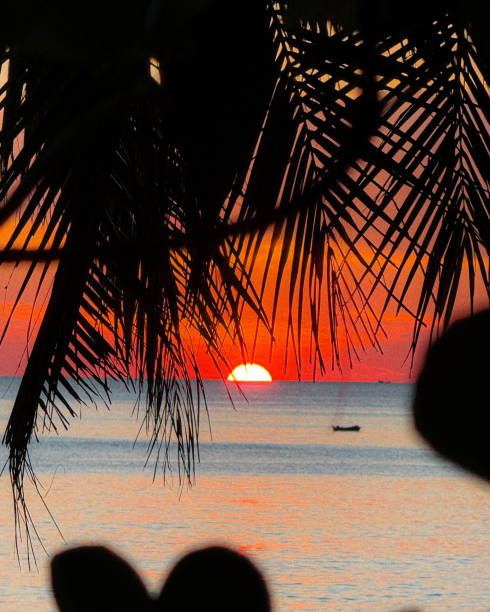 Sunset with Palm Leaves in the Foreground and Colorful Sky