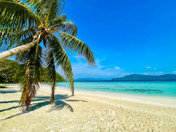 istock Tropical Paradise Beach with Palm Tree and Turquoise Sea 2201632378