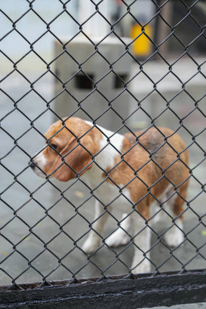 Cute dog in cage and very blurry