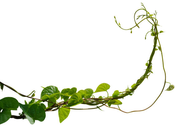 istock Vine plant ivy isolated on white background. Clipping path 2201634447