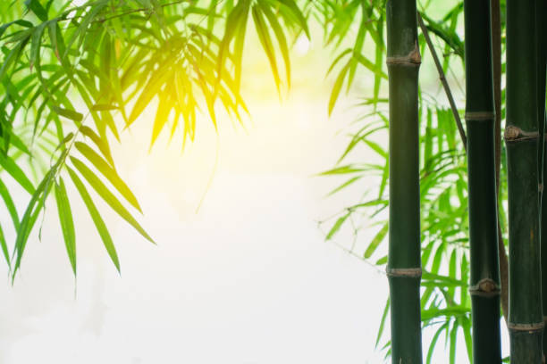 istock Bamboo forest, beautiful leaves branch nature morning time 2201634527