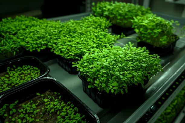 istock industrial greenhouse trays with microgreens with lighting 2201636722