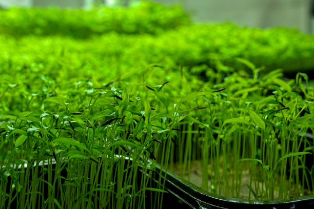 istock industrial greenhouse trays with microgreens with lighting 2201636724