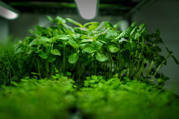istock industrial greenhouse trays with microgreens with lighting 2201636727