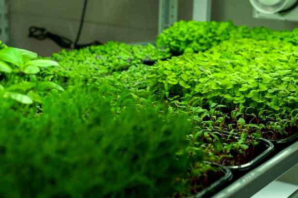 istock industrial greenhouse trays with microgreens with lighting 2201636755
