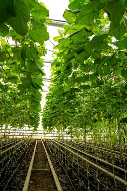 istock industrial greenhouse tied cucumbers and tomatoes 2201637177