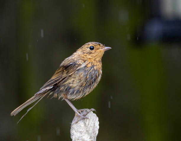istock Wet younger robin red breast in the rain standing on a rock 2201637744