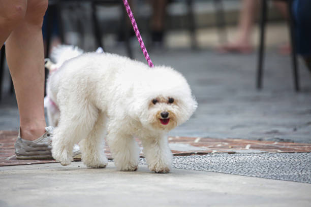 istock The dog is being walked with its owner 2201638674