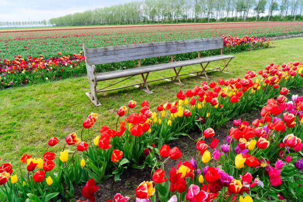 istock Dutch yellow tulip fields in sunny day 2201639457