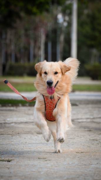 istock Energetic Golden Retriever Running 2201639531
