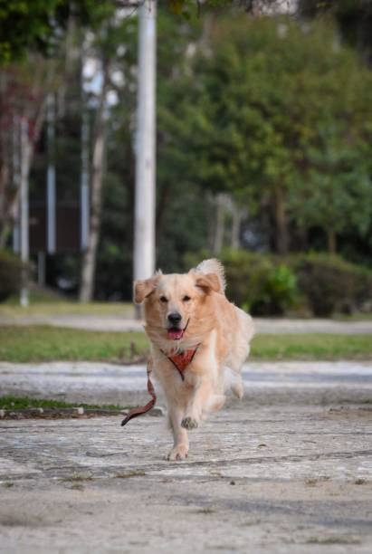 istock Joyful golden retriever running in a park. 2201639543