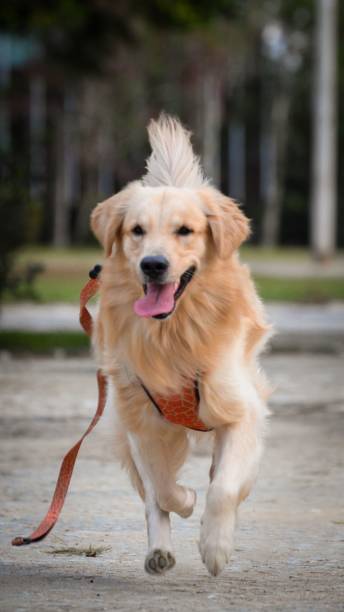 istock Golden Retriever joyfully running in a park. 2201639551