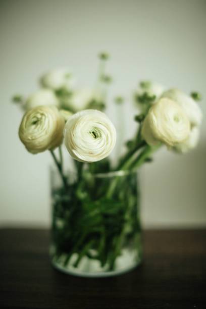 istock White ranunculus flowers in a glass vase. 2201642641