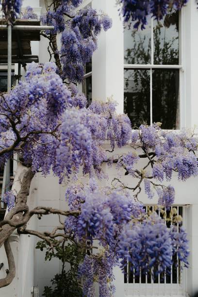 istock Wisteria in Bloom Against White Building 2201642695