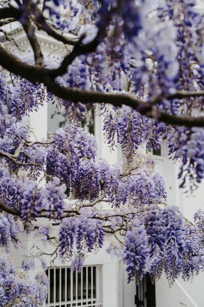 istock Wisteria flowers in full bloom against a white building. 2201642753